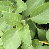 Ocimum tenuiflorum 'Kapoor' (3.5