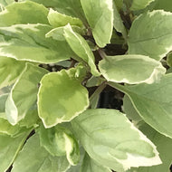 Ocimum 'Pesto Perpetuo' (4
