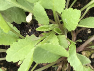 Tanacetum balsamita (4