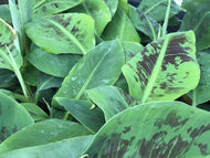 Musa acuminata 'Dwarf Cavendish' (1 qt) | Dwarf Cavendish Banana (1 qt)