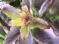 Sedum 'Touchdown Flame' (1 qt) | Touchdown Flame Stonecrop (1 qt)