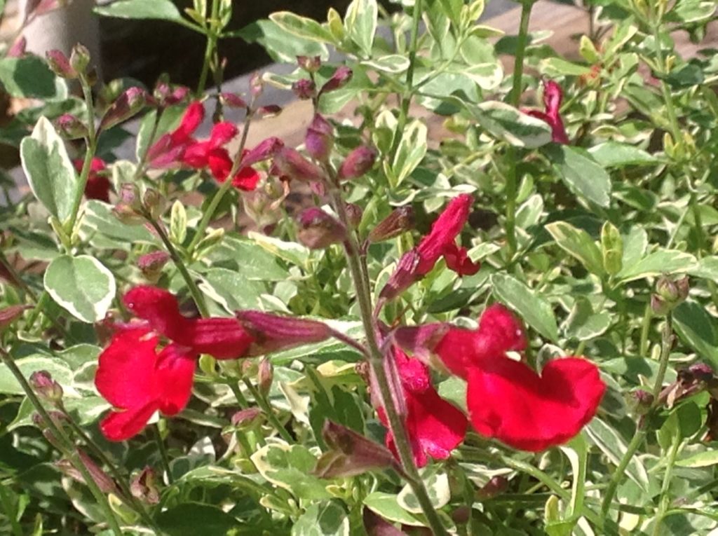 Salvia greggii 'Desert Blaze' (1 qt) | Variegated Autumn Sage (1 qt)