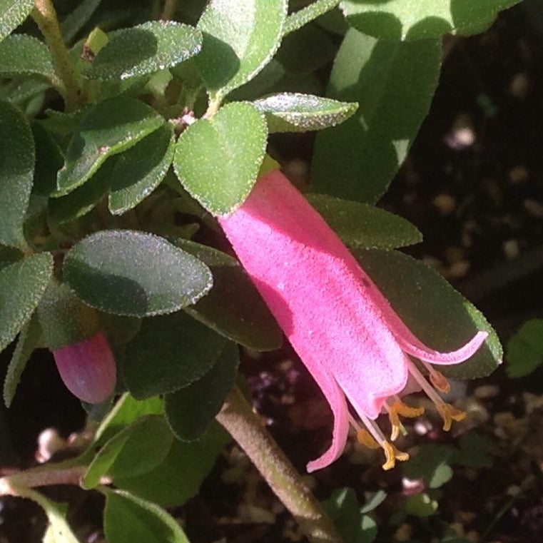 correa plant Correa 'Carmine Bells' (1 qt)