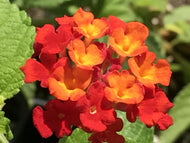 Lantana camara 'Dallas Red' | Dallas Red Lantana