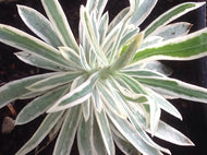 Euphorbia characias 'Tasmanian Tiger' | Variegated Spurge