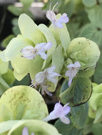 Origanum rotundiflora 'Paula's Pink' | Paula's Pink Ornamental Oregano