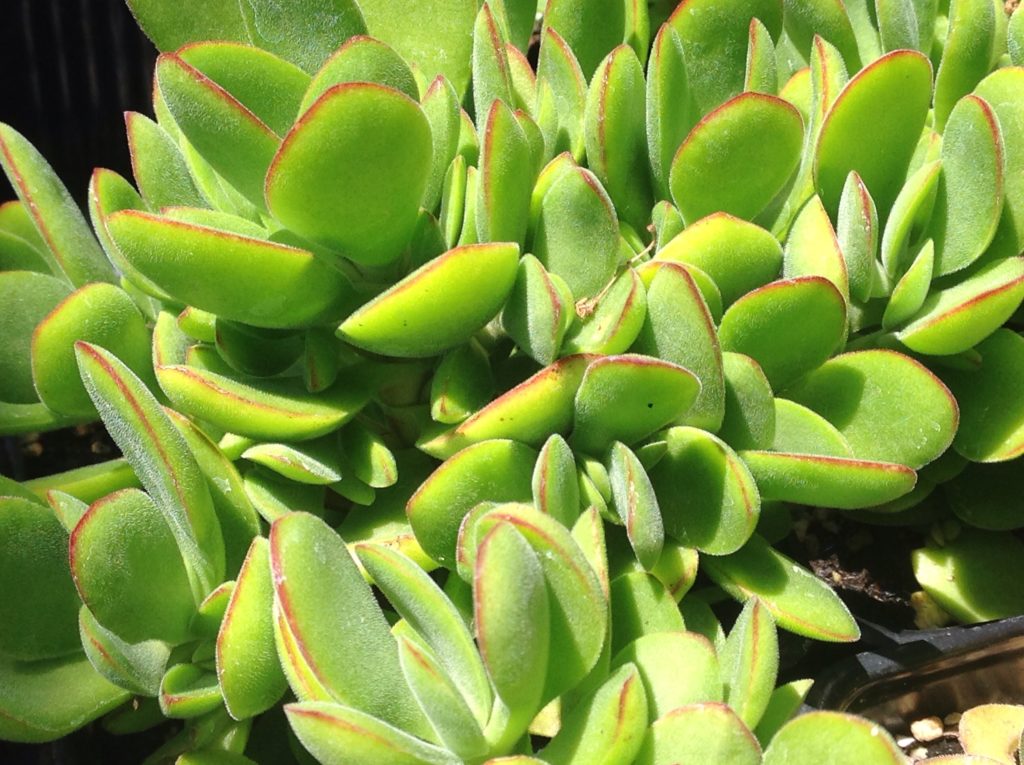 money maker plant Crassula swaziensis 'Money Maker' (4")