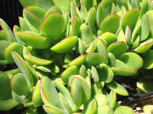 succulent money plant Crassula swaziensis 'Money Maker' (4")