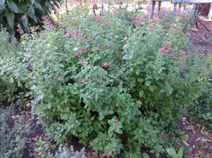 Salvia microphylla 'La Trinidad Pink' (1 qt) | Trinity Pink Mountain Sage (1 qt)