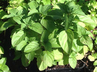 Mentha x piperata citrata 'Lime' (4