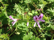 Pelargonium 'Arucana' (4