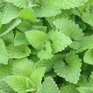 Nepeta cataria v. citrata (4