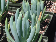 Senecio vitalis (1 qt) | Blue Chalk Fingers (1 qt)
