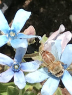 Oxypetalum coeruleum (1 qt) | Tweedia, Blue Milkweed (1 qt)