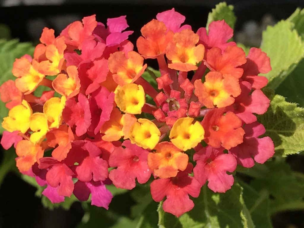 Lantana camara 'Confetti' Confetti Spreading Lantana Morningsun