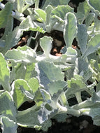 Lessingia filaginifolia 'Silver Carpet' (4