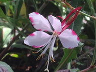 Gaura lindheimeri 'Rosy Jane' (1 qt) | Rosy Jane Gaura (1 qt)