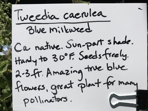 Oxypetalum coeruleum | Tweedia, Blue Milkweed