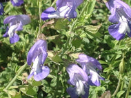 Salvia muirii (1 qt) | Wildesalie (1 qt)