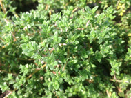 Thymus 'Lavender' (4