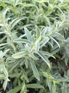 Epilobium canum (1 qt) | California Fuchsia (1 qt)