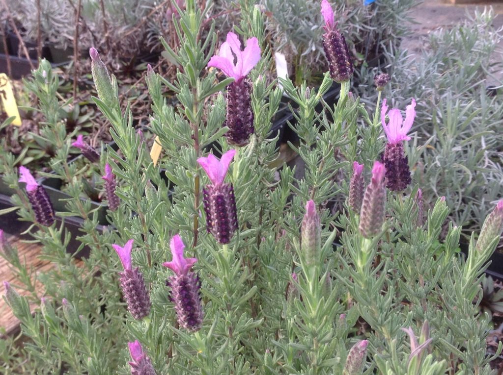 blueberry ruffles lavender plant Lavandula stoechas 'Sugarberry Ruffles' (4