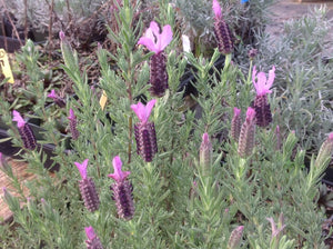 ruffles lavender plant Lavandula stoechas 'Sugarberry Ruffles' (4")