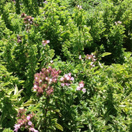Origanum vulgare 'Betty Rollins' (4