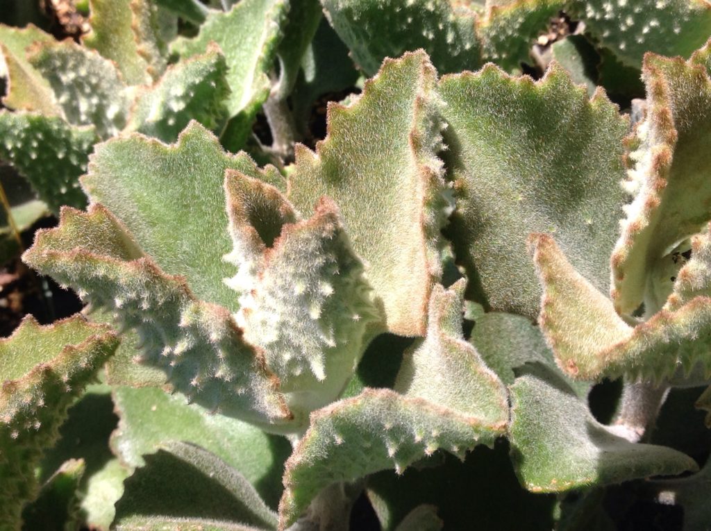 kalanchoe beharensis plant elephant ear Kalanchoe beharensis (4