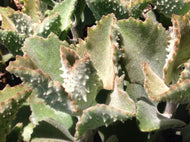 Kalanchoe beharensis (4