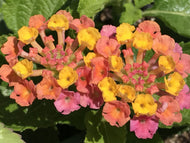 Lantana 'Havana Sunset' | Havana Sunset Lantana