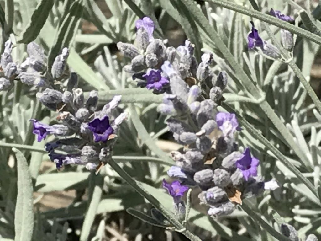lavender plants and frost Lavandula 'Silver Frost' (4")