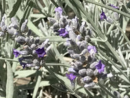 Lavandula 'Silver Frost' (4