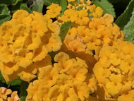 Lantana x hybrida 'New Gold' | New Gold Lantana
