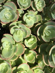 lime green succulent plants Sedum 'Lime Zinger' (4")