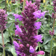 Agastache 'Violet Vision' (1 qt) | Violet Vision Hummingbird Mint (1 qt)