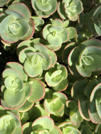 Sedum 'Lime Zinger' (4