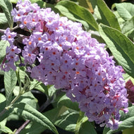 Buddleia 'Petite Plum' (1 qt) | Petite Plum Butterfly Bush (1 qt)