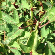 Hibiscus sabdariffa (4