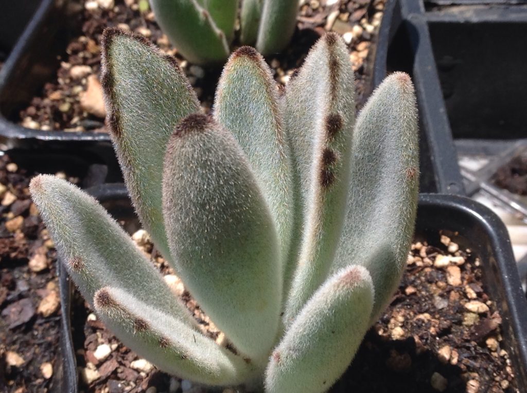 tomentosa succulent Kalanchoe tomentosa (4")
