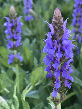 Load image into Gallery viewer, Salvia nemorosa &#39;Blue Hill&#39; | Blue Hill Meadow Sage
