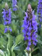 Salvia nemorosa 'Blue Hill' (4