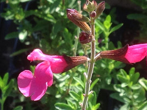 Salvia greggii 'Flamenco Rose' (1 qt) | Flamenco Rose Sage (1 qt)