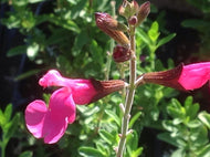 Salvia greggii 'Flamenco Rose' (1 qt) | Flamenco Rose Sage (1 qt)