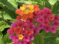 Lantana hybrid 'Irene' | Irene Lantana