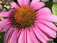 Echinacea purpurea 'Primadonna Deep Rose' (1 qt) | Primadonna Deep Rose Coneflower (1 qt)