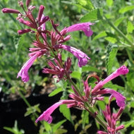 Agastache barberi 'Tutti Fruiti' (1 qt) | Giant Hummingbird Mint (1 qt)