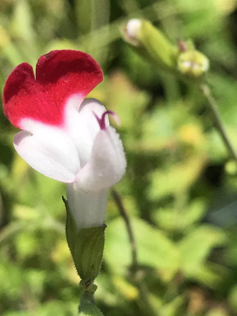 Salvia microphylla 'Little Kiss' (1 qt) | Little Kiss Little Leaf Sage (1 qt)
