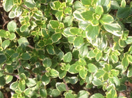 Thymus x citriodorus 'Aureus' (4