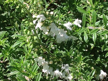 Load image into Gallery viewer, Satureja spicigera (4&quot;) | Dwarf Creeping Winter Savory (4&quot;)
